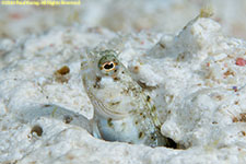blenny